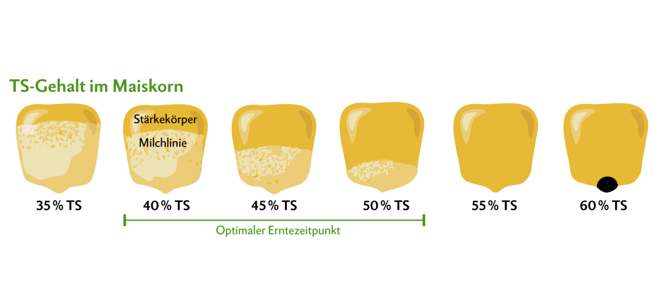 Zur TS-Bestimmung des Maiskorns kann das Korn halbiert werden. Anhand der Milchlinie kann der TS-Gehalt geschätzt werden. Füllt der Stärkekörper einen Drittel bis zwei Drittel des Korns, ist der optimale Erntebereich. Hat das Korn einen schwarzen Punkt, ist es viel zu hart. 