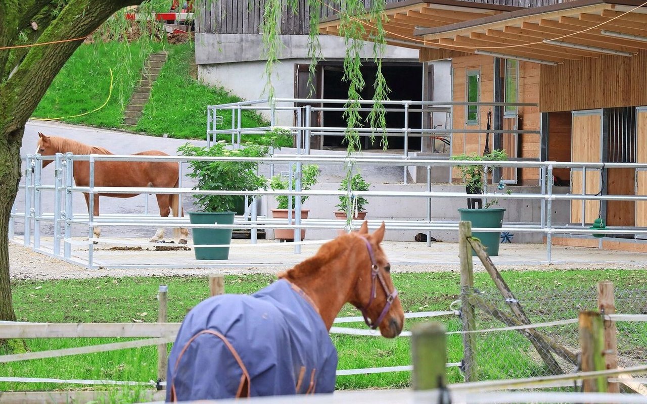 Ein guter Stall bietet nicht nur Schutz, sondern auch Bewegungsfreiheit. Grosszügig bauen nützt dem Tierwohl und der Nachfrage nach Pensionsplätzen. 