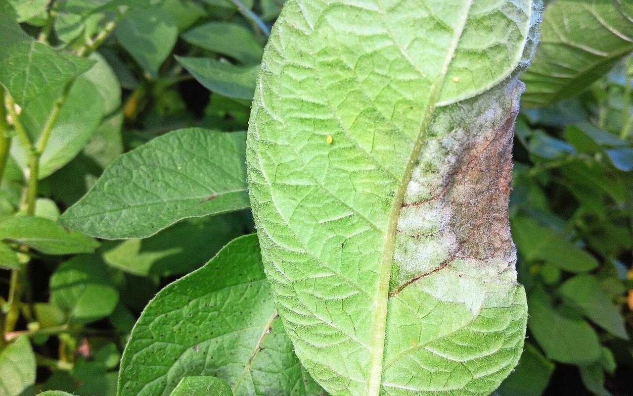 Der weissliche Pilzrasen zeigt den Befall.