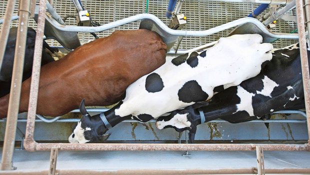 Rinder sind Gewohnheitstiere, deshalb sollte man junge Kühe bereits vor dem Kalben durch den Melkstand treiben.