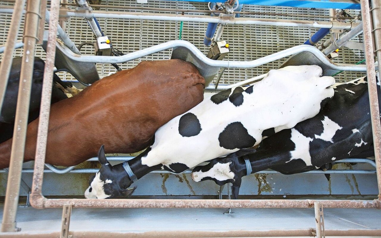 Rinder sind Gewohnheitstiere, deshalb sollte man junge Kühe bereits vor dem Kalben durch den Melkstand treiben.