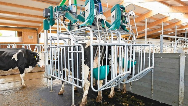 Mithilfe eines Massagebechers wird ein Nerv stimuliert, wodurch bei der Kuh Harndrang entsteht. Der Urin wird anschliessend in einen Tank geführt. 