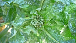 Surround bildet einen weissen Pulverfilm, was den Rapsglanzkäfer vom Frass und Einflug abhält. Nach starkem Regen muss der Belag erneuert werden.