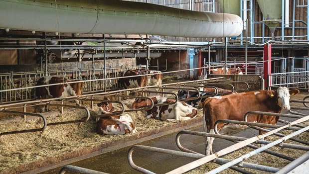 Saubere Liegeboxen und gut durchlüftete Ställe helfen dabei, die Kühe bei hohen Temperaturen optimal zu unterstützen.