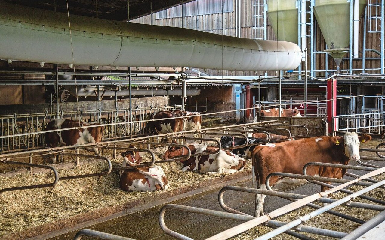 Saubere Liegeboxen und gut durchlüftete Ställe helfen dabei, die Kühe bei hohen Temperaturen optimal zu unterstützen.