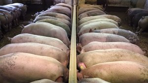 Phasenfütterung Mastschweine Zu sehen sind nur die Rücken der Mastschweine, die sich in zwei Reihen über den Futtertrog beugen und fressen.