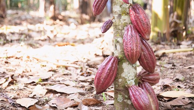Kakaobaum mit Schoten als Beispiel für landwirtschaftliche Lieferkette mit grossen Auswirkungen.