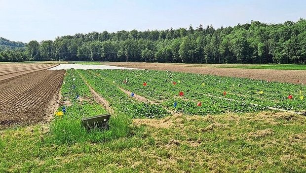 Bakterien, Fadenwürmer und Pilze wirken gemeinsam gegen die kleine Kohlfliege.