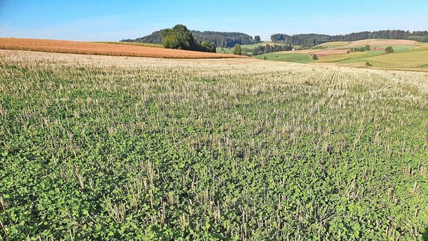 Ideal ist die Kalkausbringung ins Stoppelfeld, danach in die Gründüngung oder wie hier ins Stoppelfeld mit Klee-Untersaat.