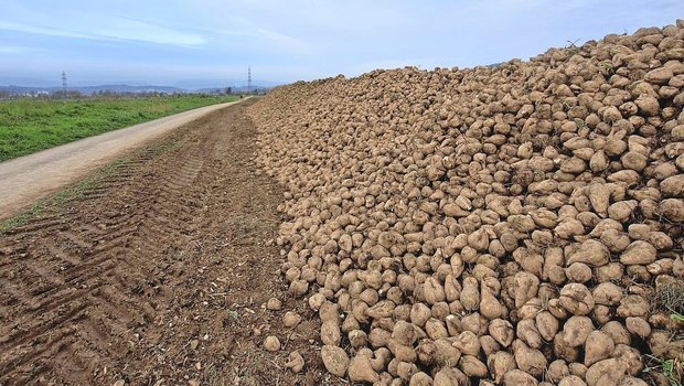Früh geerntete Zuckerrüben, welche lange an der Miete lagen, wurden teilweise faul und verloren zusätzlich Zucker.