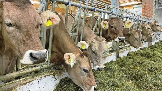 Ungewollte Abgänge in der Aufzuchtperiode führen zu erheblichen wirtschaftlichen Einbussen in der Rindviehzucht.