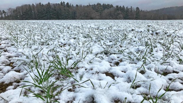 Eine zu frühe Düngung macht agronomisch keinen Sinn und gefährdet die Umwelt.