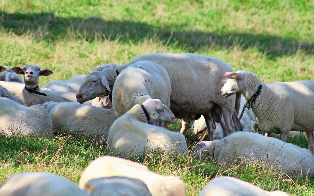 Ostfriesischer Milchschafbock in seiner Herde – die Elterngeneration muss kerngesund und zuchttauglich sein.