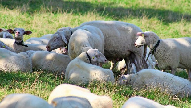 Ostfriesischer Milchschafbock in seiner Herde – die Elterngeneration muss kerngesund und zuchttauglich sein.