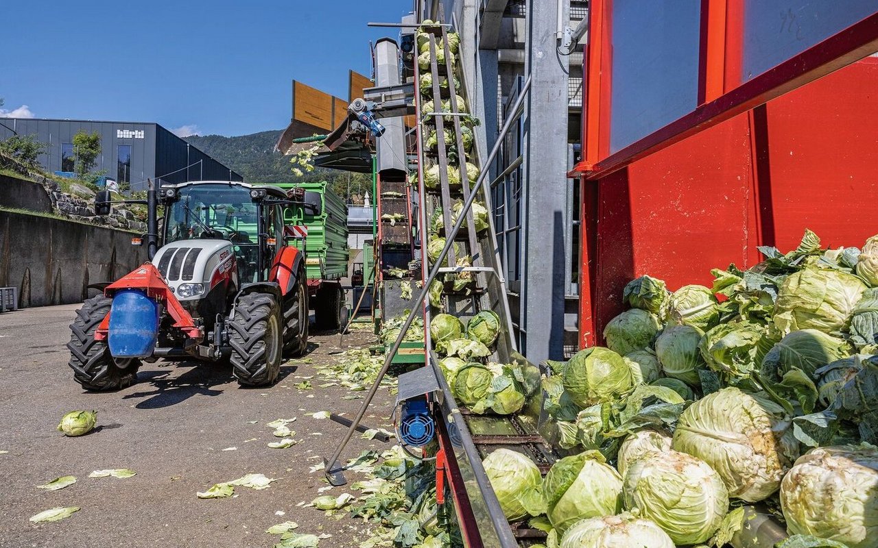 Der Kabis wird von Hadorns direkt zur Fabrik gefahren. Mittels einer Dosieranlage gelangen die Köpfe in die Fabrik zuerst zum Strunkbohrer. Die Rüstabfälle werden vom Produzenten gleich wieder mitgenommen und auf dem Feld verteilt.