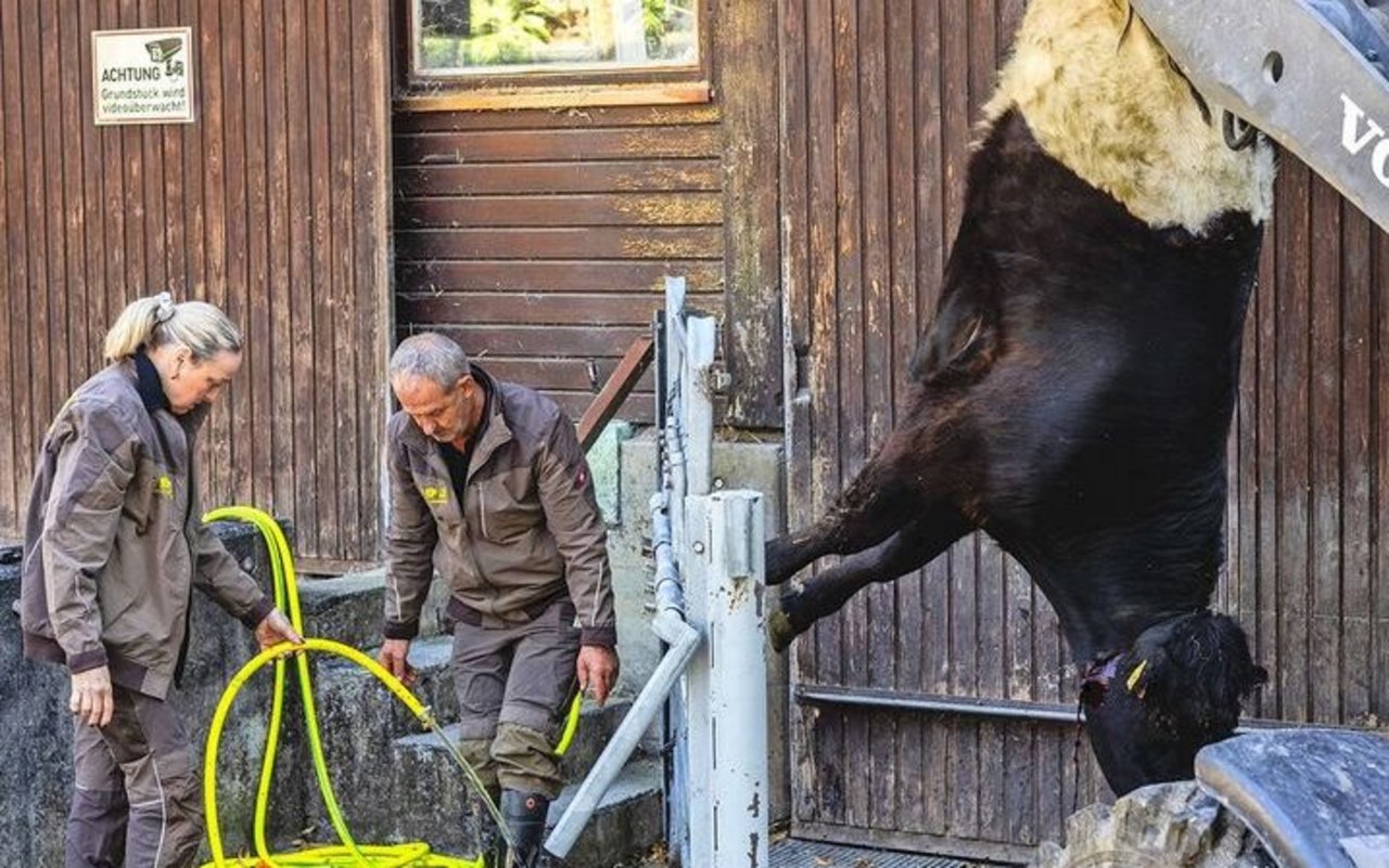Nach der Betäubung mit der Schusswaffe wird das Tier entblutet und in den Schlachthof transportiert.