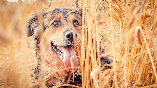 Ein Hund im Getreidefeld: das mag das Tier und den Besitzer oder die Besitzerin erfreuen, die Bauernfamilie, der das Feld gehört, aber sicher nicht.
