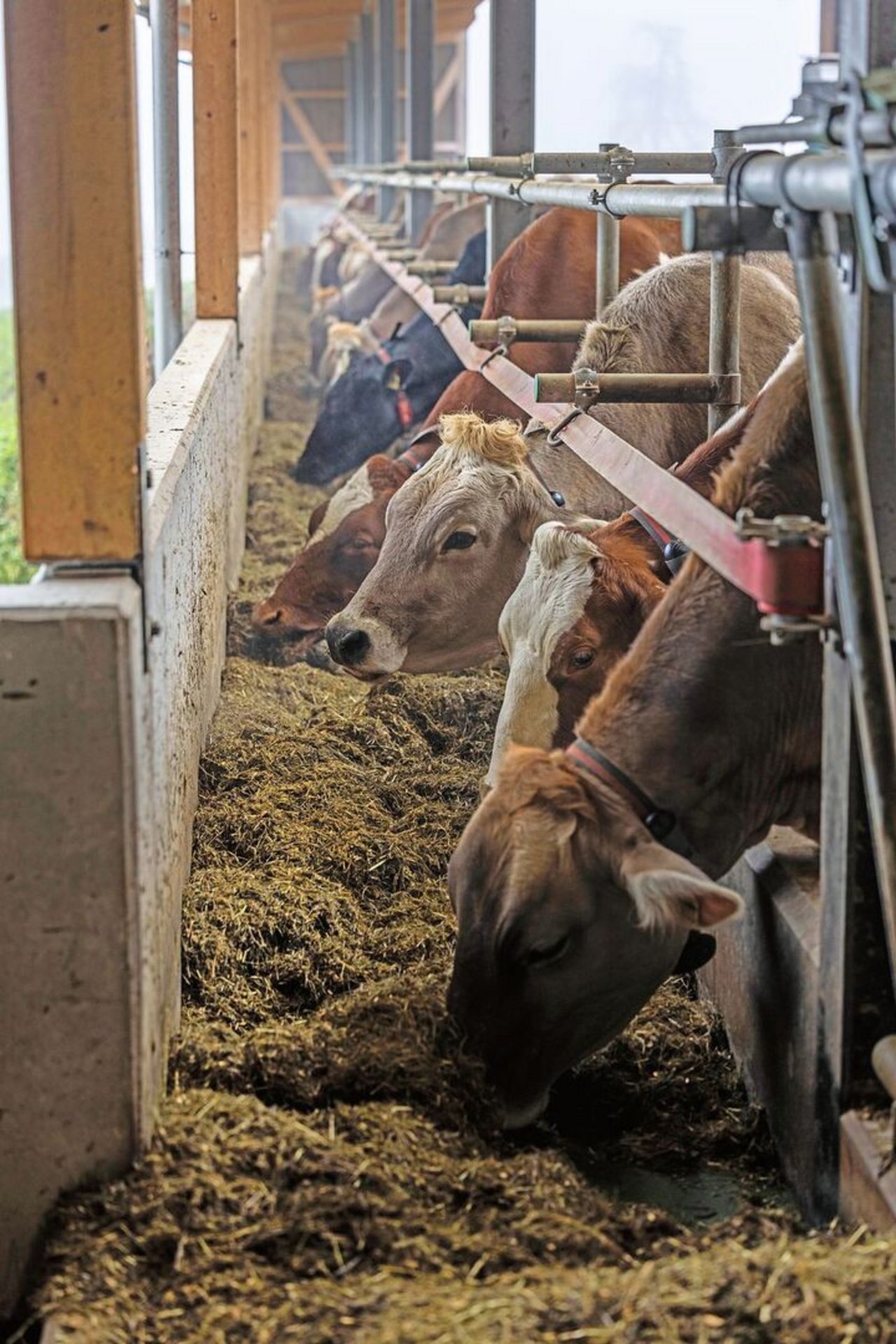 Das Futterband ist platzsparend und gleichzeitig auch arbeitseffizient. Das Futter kann ganz einfach per Knopfdruck auf die ganze Krippenlänge verteilt werden. Zudem braucht es keinen Futterzuschieber.