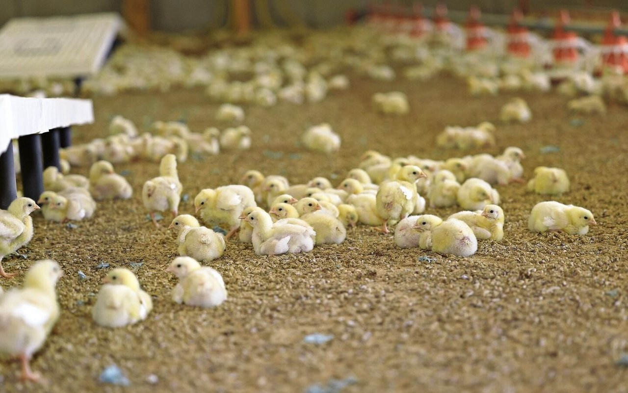 Nach einem Umtrieb mit Salmonellennachweis müssen in Zusammenarbeit mit dem Bestandestierarzt oder der Bestandestierärztin Massnahmen ergriffen werden, um die Verschleppung auf Folgeherden zu verhindern. 