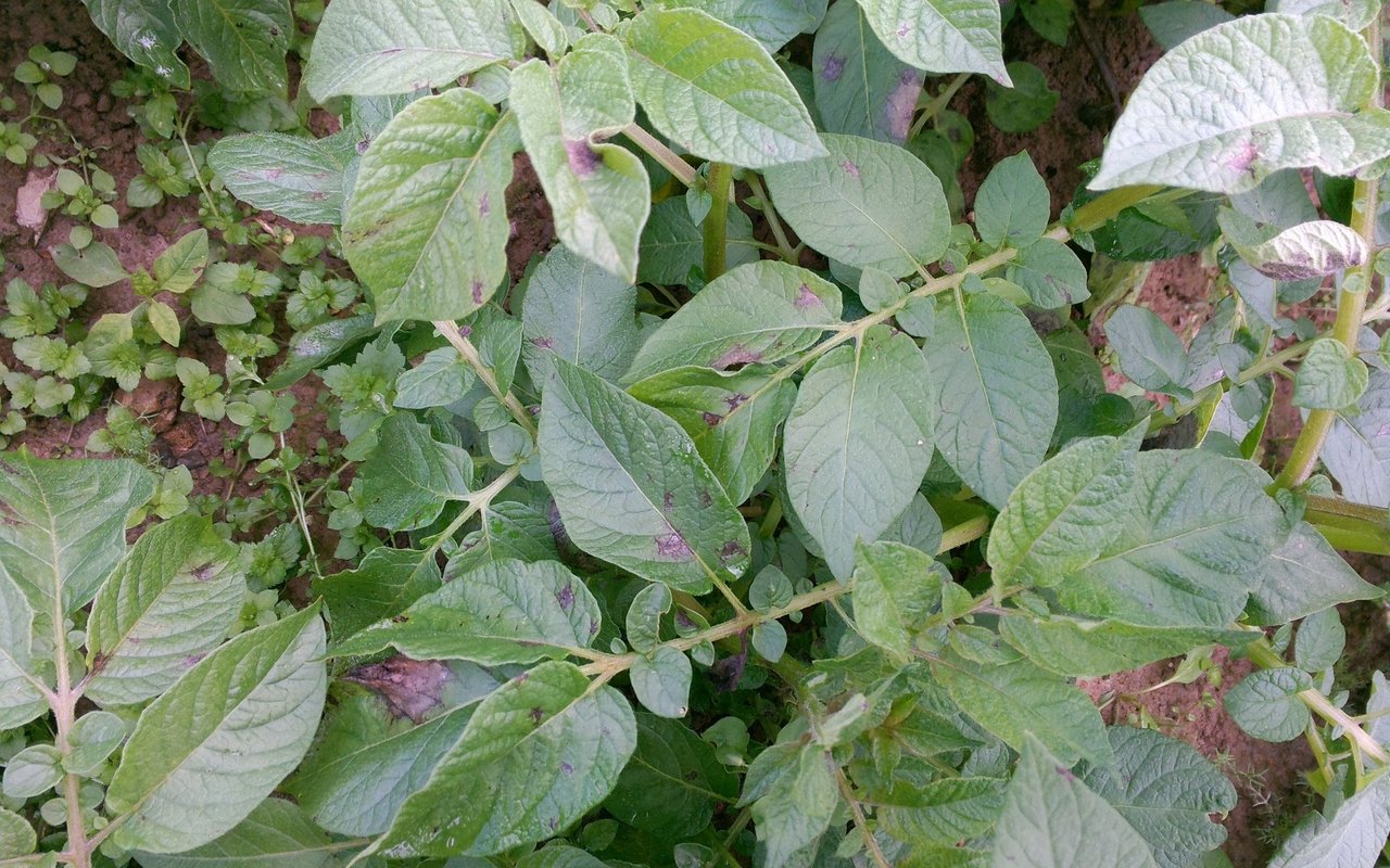 Kartoffelpflanzen, die von Kraut- und Knollenfäule befallen sind.