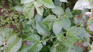 Kartoffelpflanzen, die von Kraut- und Knollenfäule befallen sind.