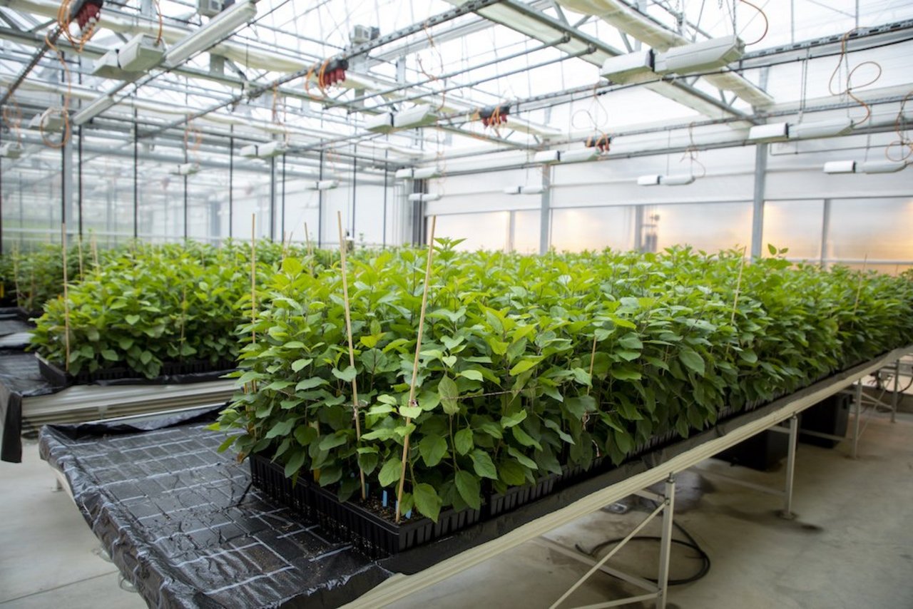 Im Gewächshaus der Agroscope in Wädenswil wächst ein Heer von jungen Apfelbäumen heran. Bild: Gian Vaitl