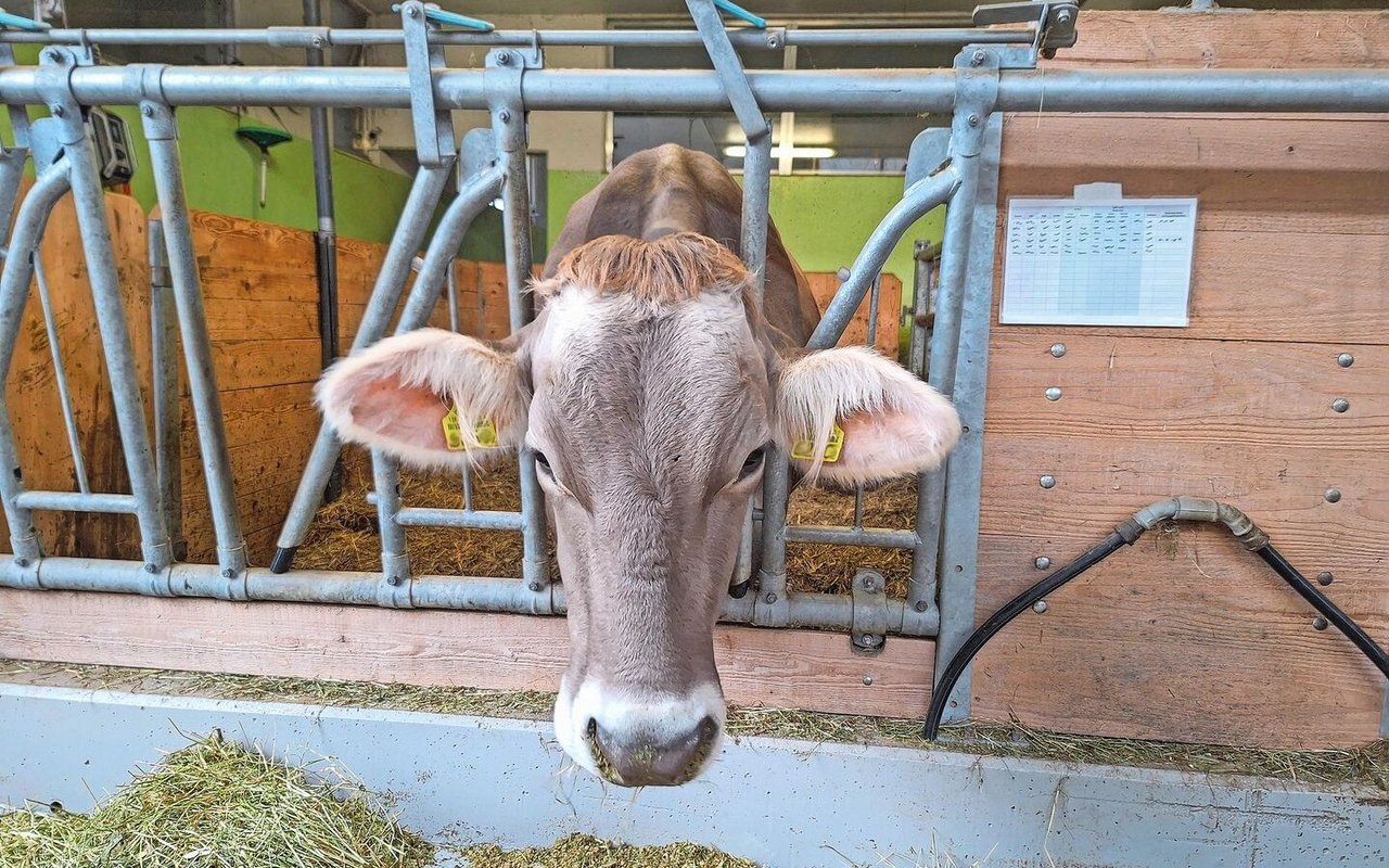 Direkt an der Abkalbebucht kann eine Tabelle angebracht werden, um die genauen Uhrzeiten der Geburtsüberwachung zu notieren. Mögliche Uhrzeiten sind: die ersten Anzeichen der nahenden Geburt, die Sichtbarkeit der Blase, der Blasensprung und wann die Klauen zu sehen sind.