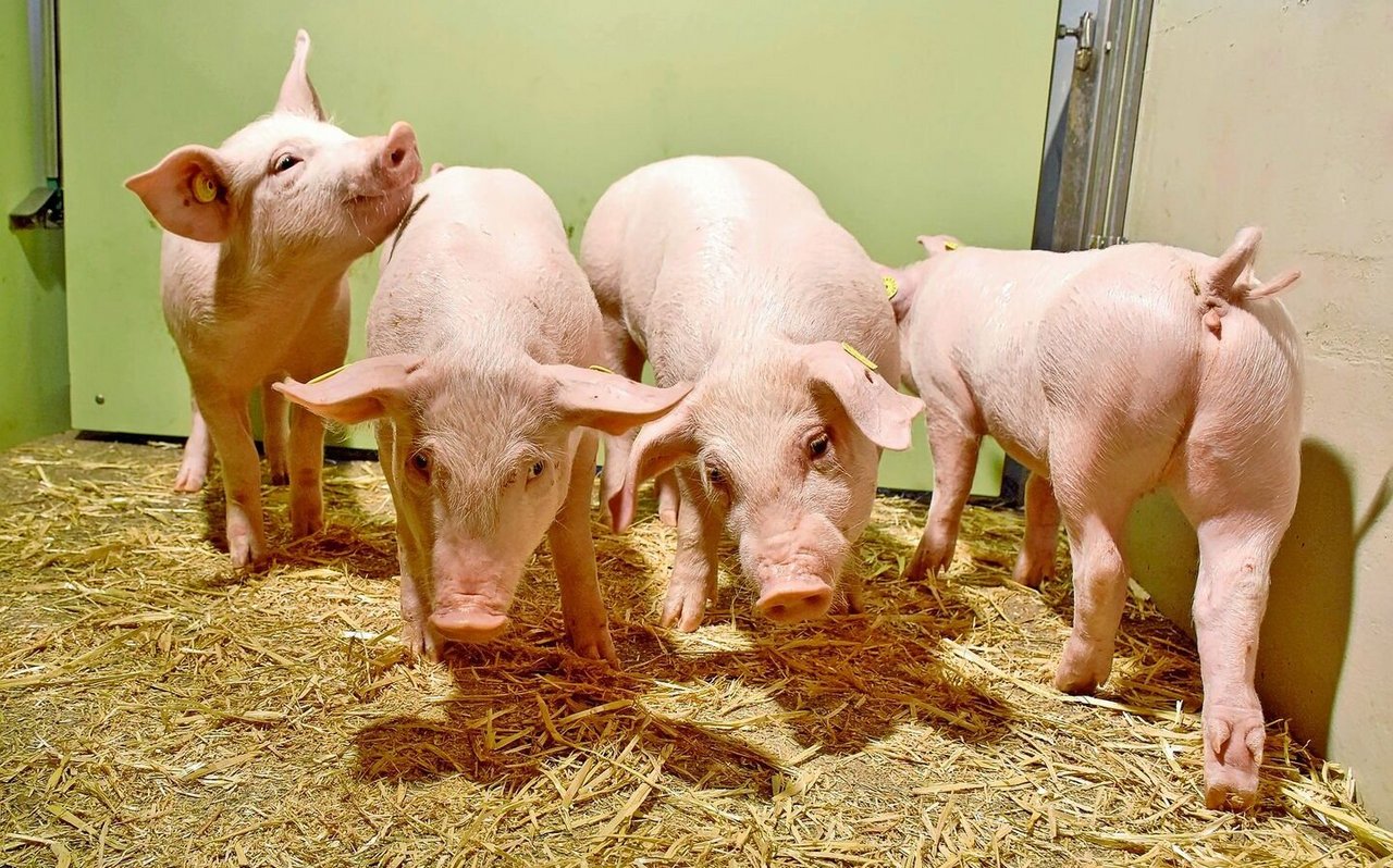 MAP führt v. a. bei Absetzferkeln zu Todesfällen, seltener auch bei älteren Tieren.