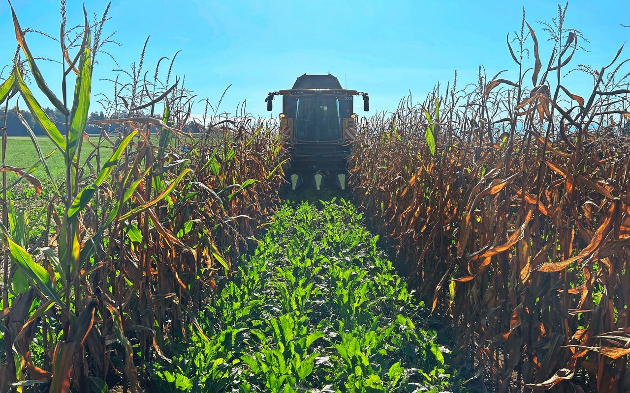 Zwei Reihen Körnermais und vier Reihen Zuckerrüben. So kann der Mähdrescher den Mais vor den Zuckerrüben ernten, er fährt nur auf den Maisreihen. 