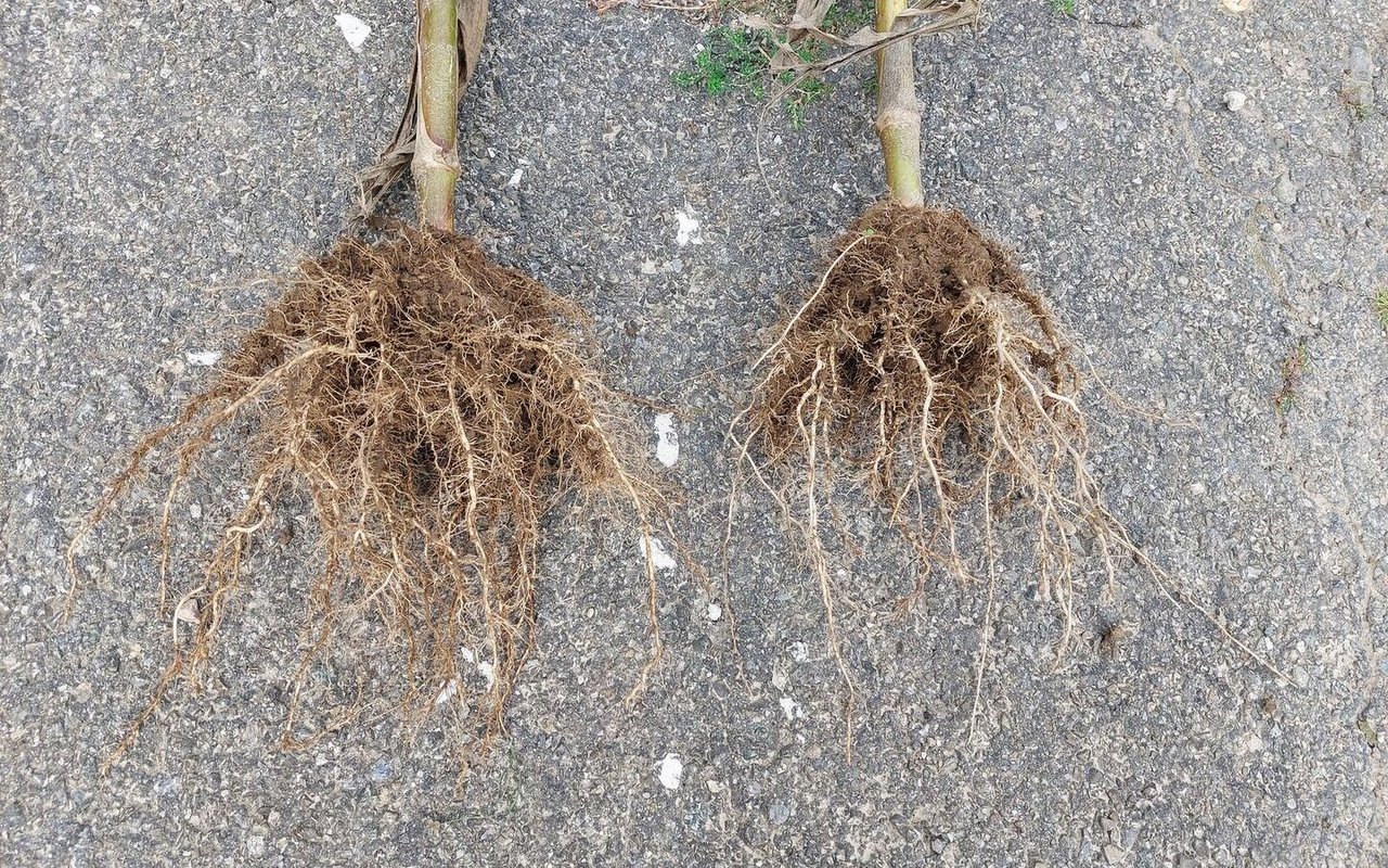 Maiswurzeln normal gesäter Mais und Dammmais