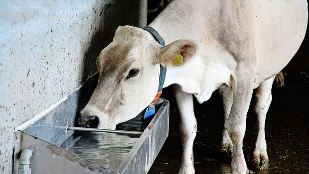 Wasser ist das Futtermittel Nummer eins. Saufen die Tiere zu wenig, sinken deren Futteraufnahme und somit auch die Milch- oder Mastleistung. Daneben reduziert eine ausreichende Wasserversorgung auch Hitzestress. 