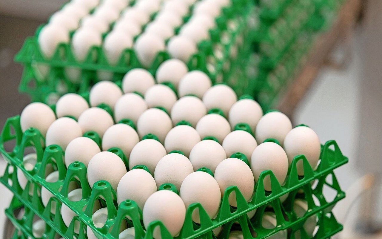 Der Selbstversorgungsgrad bei Eiern im Jahr 2024 war seit 17 Jahren der tiefste Wert.