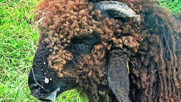 Die Blauzungenkrankheit befällt Kleinwiederkäuer und verursacht zum Beispiel vermehrtes Speicheln, Fieber oder Lahmheit.