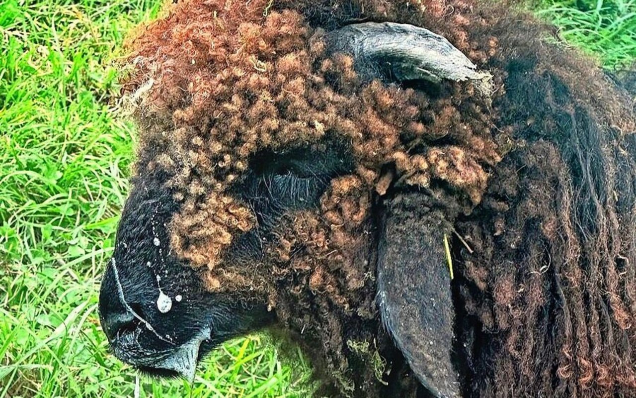 Die Blauzungenkrankheit befällt Kleinwiederkäuer und verursacht zum Beispiel vermehrtes Speicheln, Fieber oder Lahmheit.