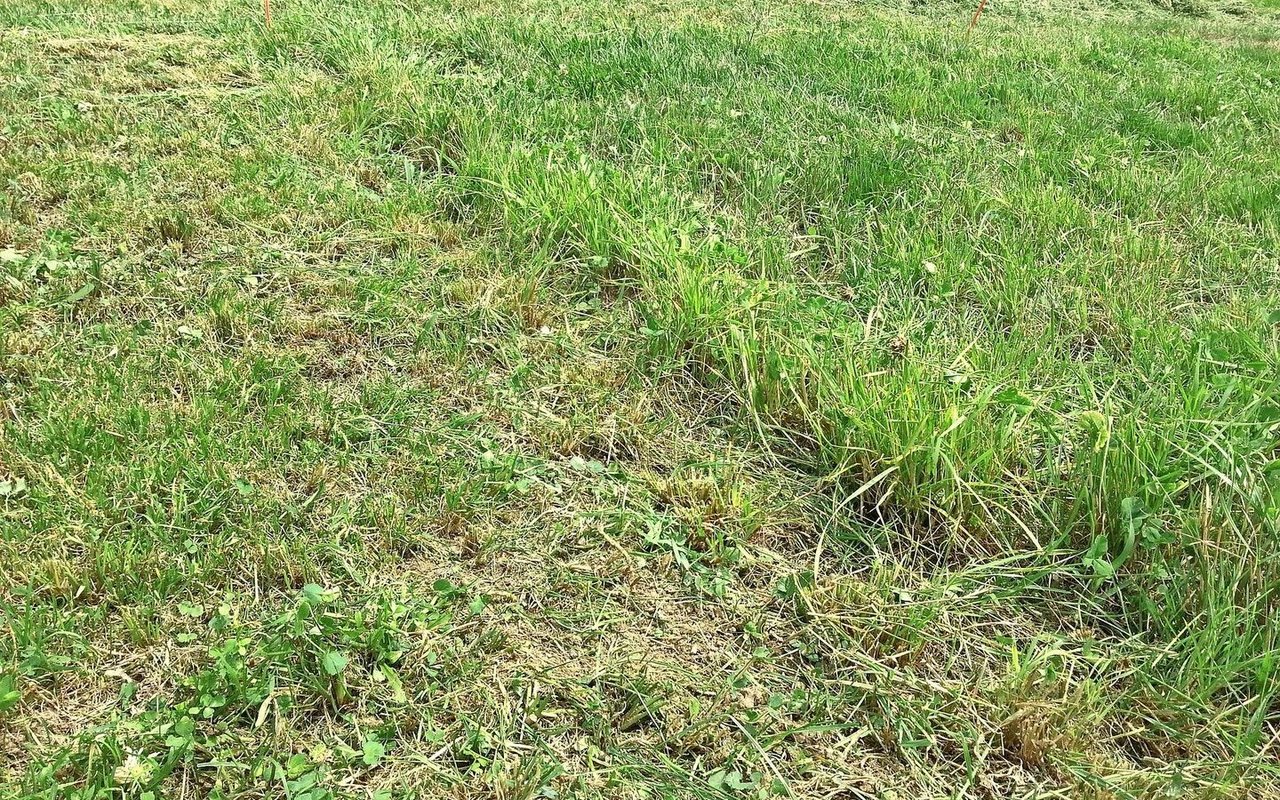 Schnitthöhe links: 3 cm; rechts: 9 cm. Bild des Aufwuchses eine Woche nach dem Schnitt.