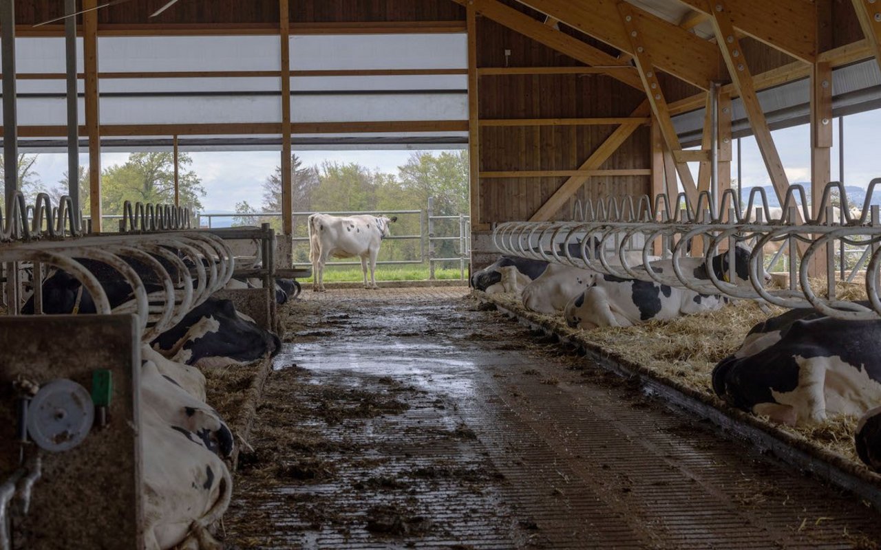Der Stallgang eines Laufstalls, bei dem links und rechts die Kühe in den Liegeboxen liegen.