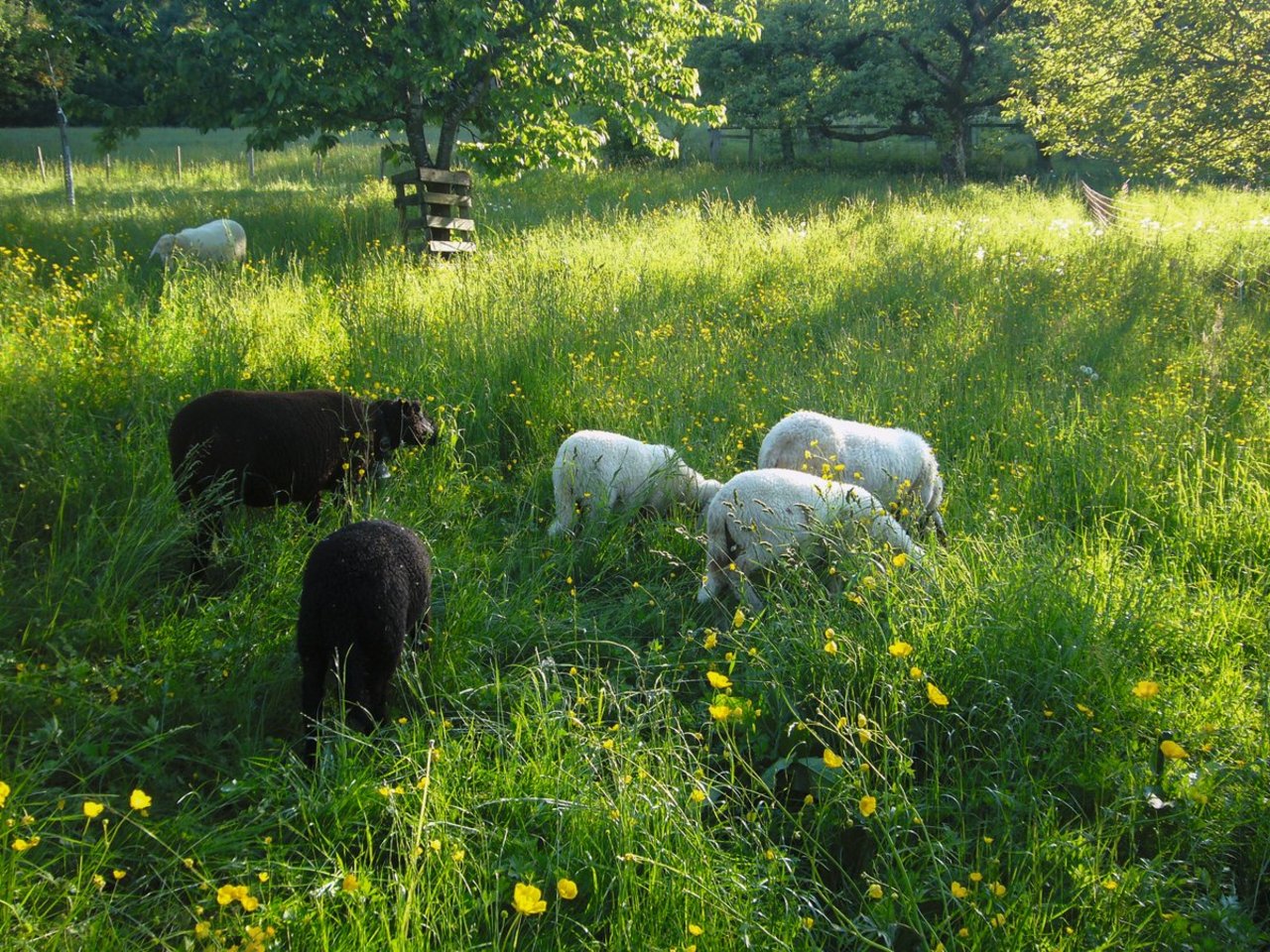 Plötzliche Todesfälle nach dem Wechsel auf eine üppige Weide sind häufig eine Folge der Breinieren-Krankheit. Bild: BGK