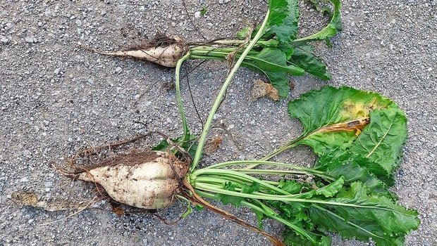 Zwei Rüben der Sorte Smart Rossada aus Mulchsaat zeigen den Einfluss der Trocken-heit auf den Ertrag: Rübe oben aus Kiesboden, unten aus tiefgründigerem Teil.