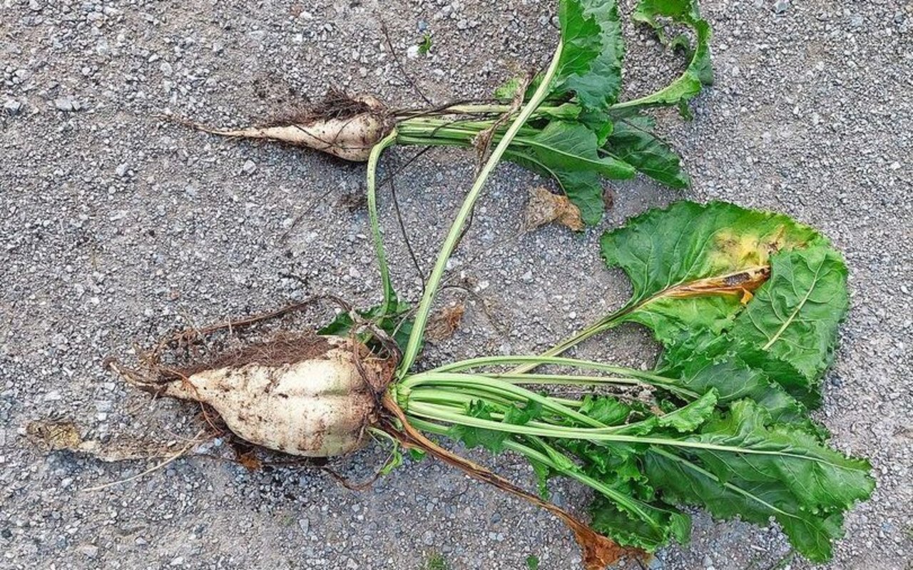 Zwei Rüben der Sorte Smart Rossada aus Mulchsaat zeigen den Einfluss der Trocken-heit auf den Ertrag: Rübe oben aus Kiesboden, unten aus tiefgründigerem Teil.