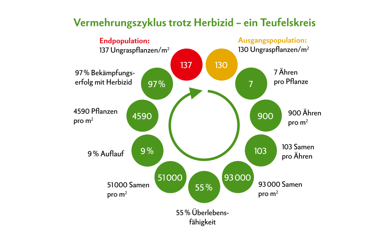 Angenommen, das Feld hat einen Befall mit 130 Ackerfuchsschwanz-Pflanzen pro m2. Dann besteht ein Samenpotenzial mit etwa 93'000 Samen pro m2. Von den 55 %, die überleben, laufen 9 % auf. Dann sind es bereits 4590 Pflanzen pro m2. Bei einem Bekämpfungserfolg von 97 % mit Herbizid stehen am Ende 137 Pflanzen pro m2. Das zeigt: Herbizid alleine reicht nicht mehr zur nachhaltigen Bekämpfung.