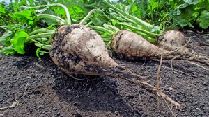 Zuckerrübe Zuckerrüben liegen auf dem Boden
