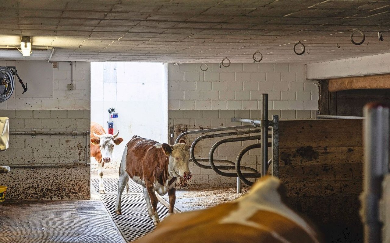 Der Laufstall ist mit einer Öffnung vom Laufhof her zugänglich.