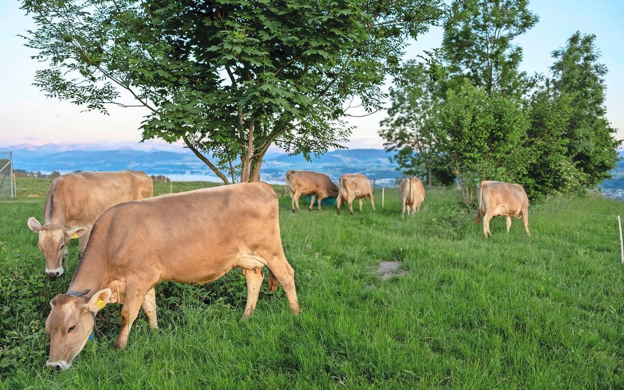 Wie viel Methan stossen sie wohl aus? Das und Weiteres berechnet der Klimarechner.
