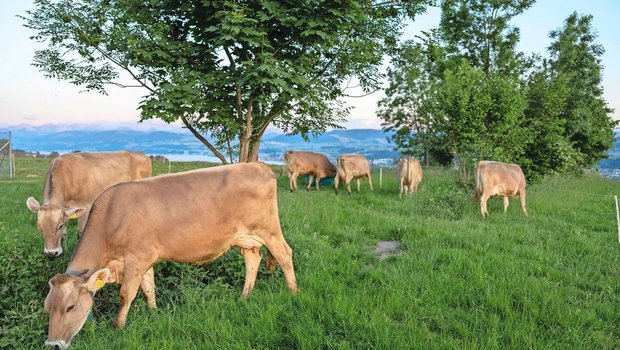 Wie viel Methan stossen sie wohl aus? Das und Weiteres berechnet der Klimarechner.