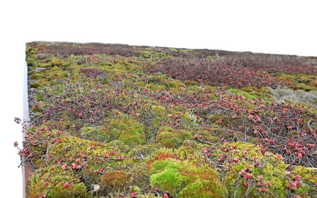 Das Dach des Legehennenstalls auf dem Biohof Engelsrütti in Läufelfingen BL wurde mit Sedumpflanzen begrünt.