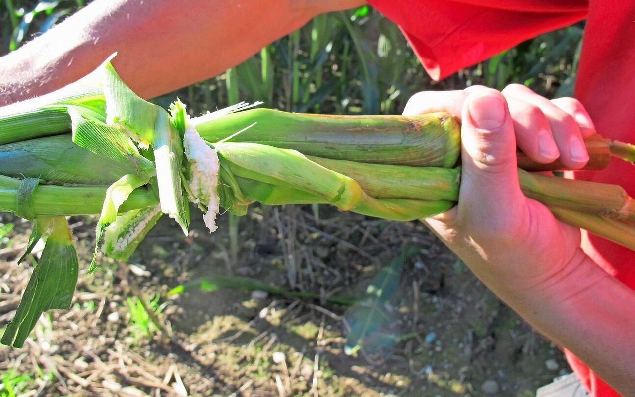 Mittels Auswringen des Maisstängels kann dessen TS-Gehalt bestimmt werden.