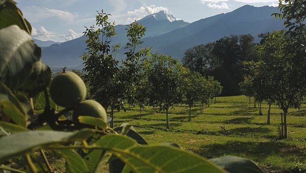 Im Bündner Dorf Malans GR wachsen 1300 Walnuss-Bäume. Bild: Johannes Janggen