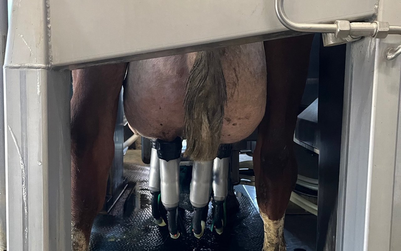 Eine Kuh steht im Melkroboter und wird gemolken.