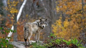 Der Wolf in der Jagdverordnung Ein Wolf steht im herbstlich gefärbten Wald.