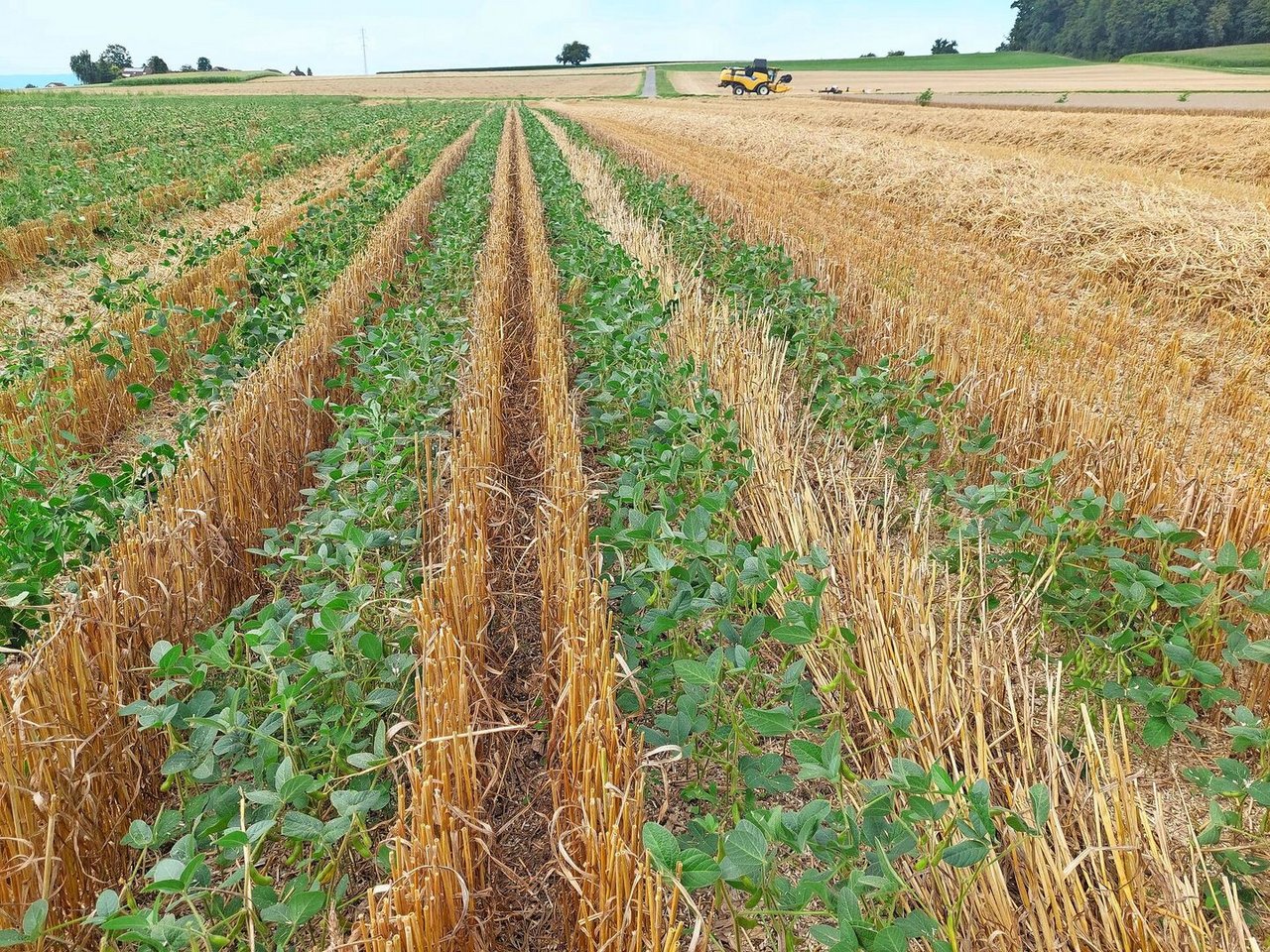 So sollte das Soja nach der Ernte aussehen. In den nächsten Wochen wird sich zeigen, wie sich das Soja entwickelt, wenn es nun mehr Platz und Licht zur Verfügung hat. 